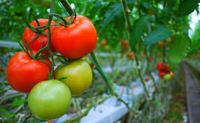 Walau Sering Disangka Sayur Ternyata Ini Manfaat Tomat Bagi Kesehatan